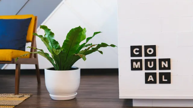 green leafed plant on white cavase Plant in a coworking space. Coworking space pay rates and labor costs